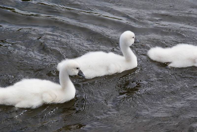 Schwaene auf der Sauer Bild Nr.041